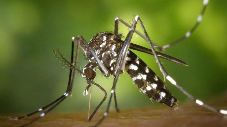 দেশে জিকা ভাইরাসের ক্লাস্টার শনাক্ত...
