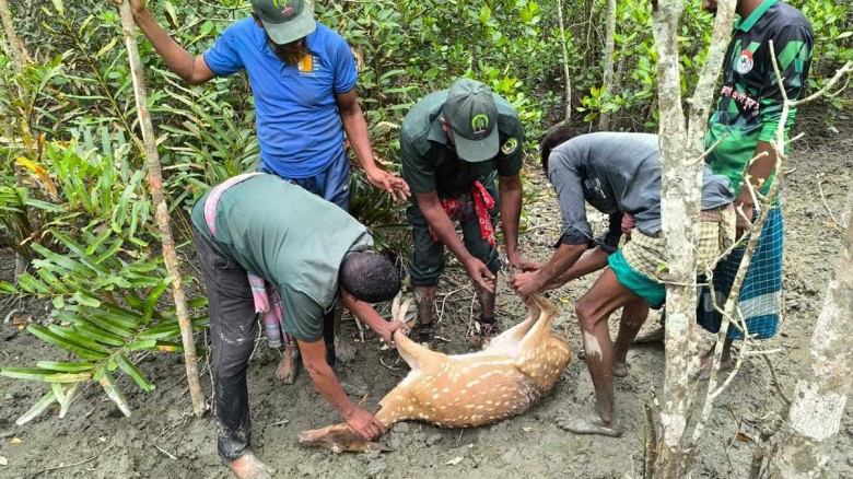 সুন্দরবনে ফাঁদে আটকা হরিণ উদ্ধার...