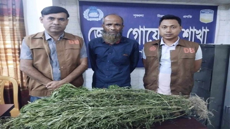 জামালপুরে ভুট্টাক্ষেতের আড়ালে গাঁজা চাষ, কৃষক গ্র...