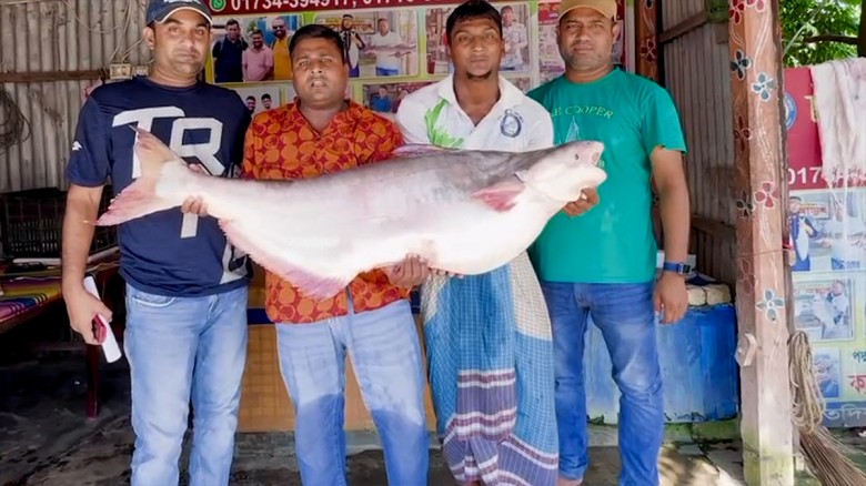 পদ্মা নদীর একটি পাঙাশ মাছ বিক্রি হলো ৬৭ হাজার টাকা...