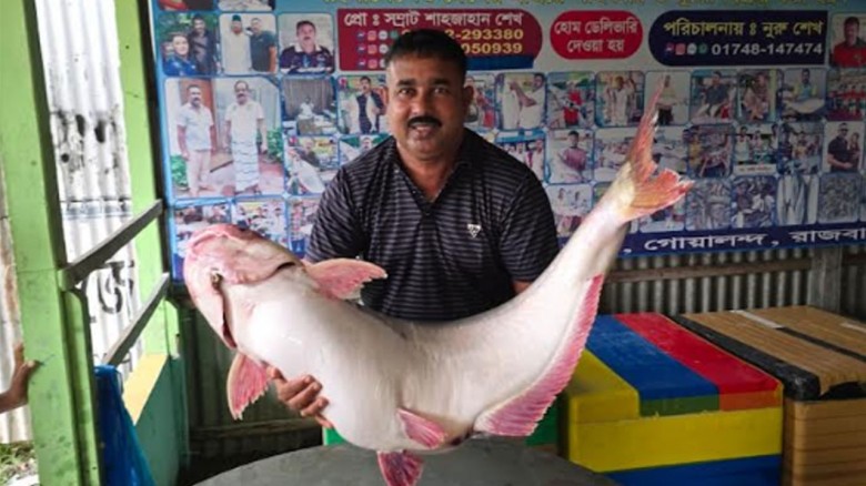 পদ্মার এক পাঙাশ ৭০ হাজারে বিক্রি
