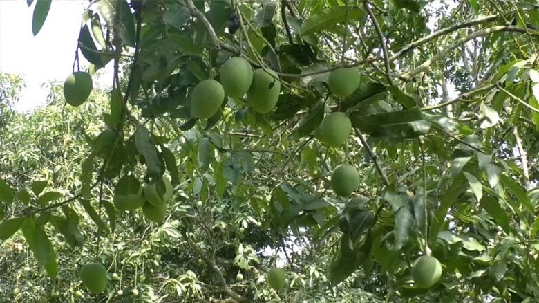 অন্যদিকে, ১৫ মে হিমসাগর, ২৭ মে ল্যাংড়া ও ৫ জুন আম্রপালির আম ভাঙার ঘোষণা দেওয়া হয়েছে।